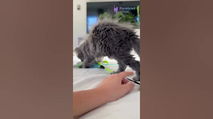 Video 11858211: mainecoons mainecoonkittens kitten, coon kitten mainecoonkitten, maine coon female kitten, blue maine coon kitten, lynx