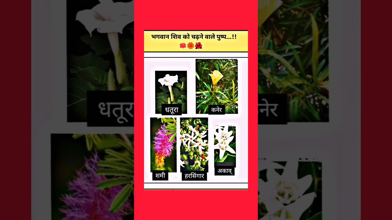 महादेव को अत्यंत प्रिय है यह फूल 💯🙏🏻