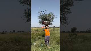 Forest 🌳 Hunter on the land crow 🐦‍⬛ wao😱🇺🇸#usa #birds #amazing #grow #villagelife #farming