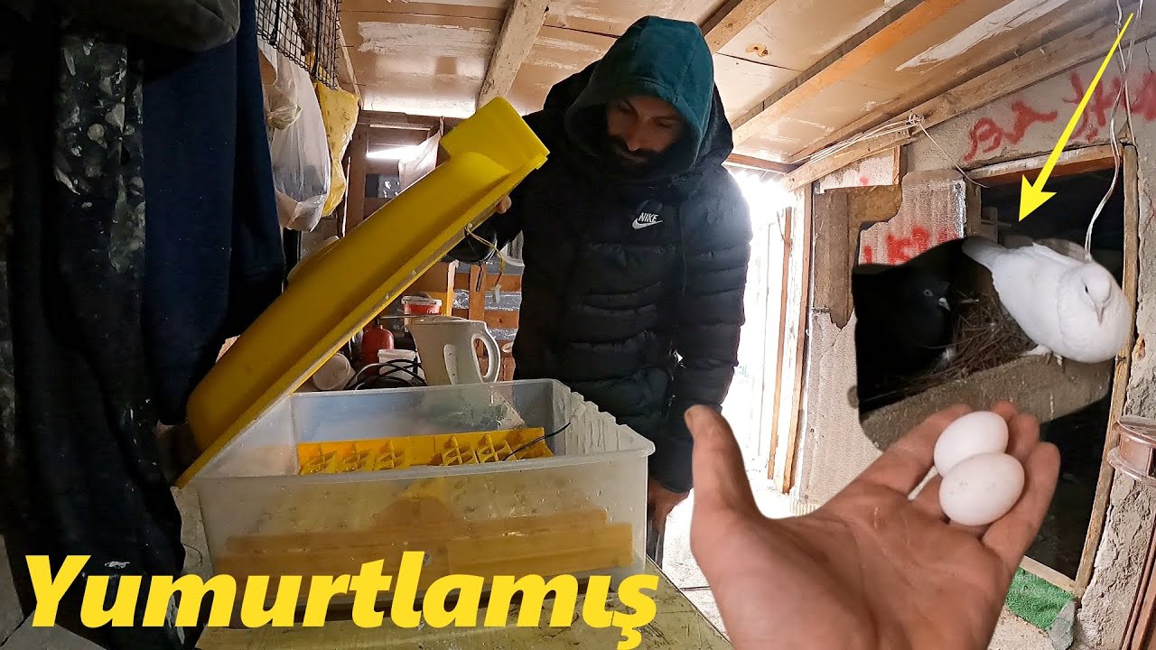 GÜVERCİNLER YUMURTLADI!-KULUÇKA MAKİNASINI ALDIK- 9.Bölüm #güvercin #tavuk #civciv