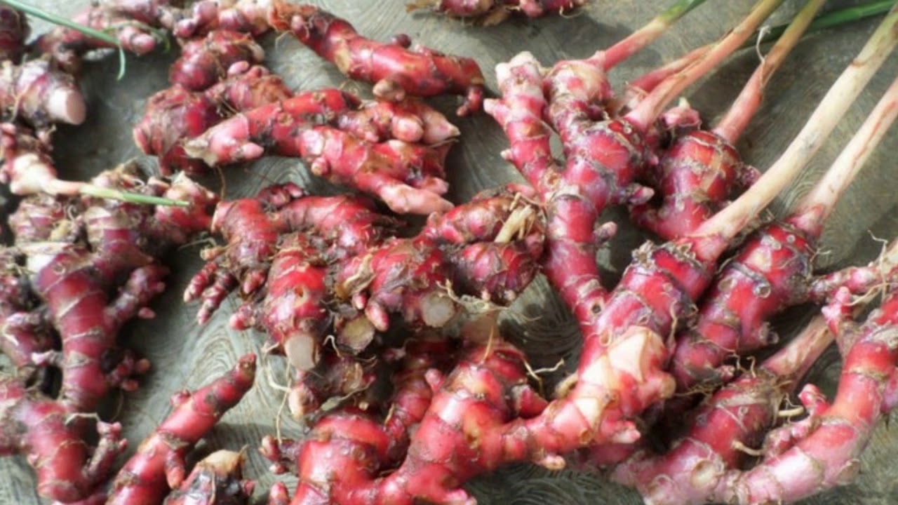 имбирь красный. гари имбирь. имбирь красный. имбирь розовый. корень имбиря растение.