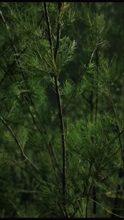 sulit untuk melupakanmu ,karna Aku telah terbiasa menjadi seseorang yang kamu cintai #fyp #laguenak