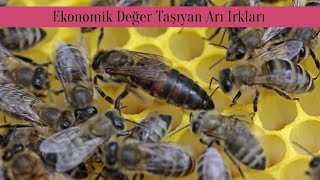 Ekonomik Değeri Yüksek Arı Irkları
