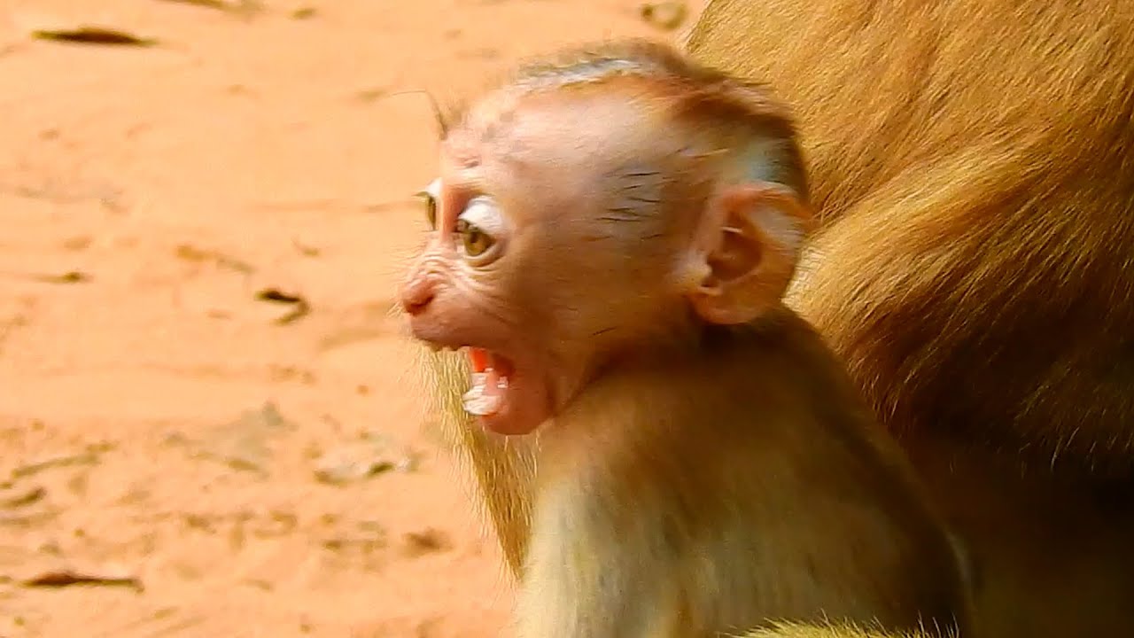 Tiny baby monkey Thor react with best friend
