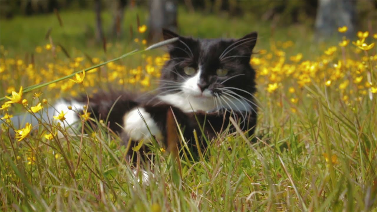 4K Cute Kitten Playing in Field in Slow Motion - no copyright