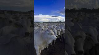 Nelore é diferenciado #fazenda #pecuarista#gado #agro #vidanaroça #vidanocampo #nelore#sítio#bezerro