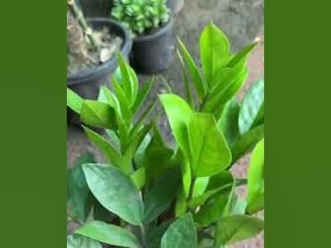 ZZ plant | how to care ZZ plant | Shree Sawariya Seth Nursury