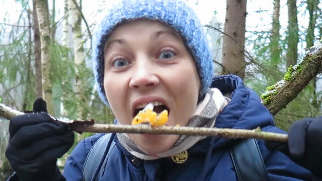 Грибы ВЕДЬМИНО МАСЛО – Съедобные грибы, растущие на ветках, похожие на ...