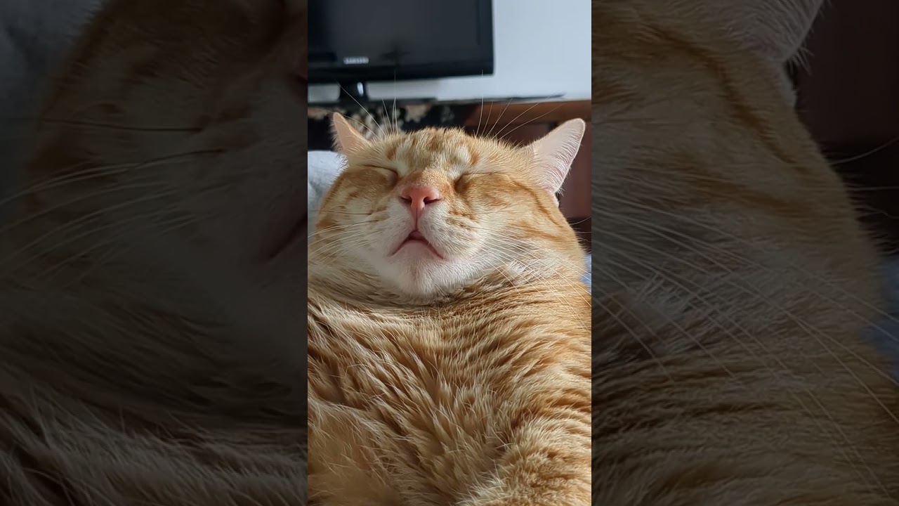 Shalva short meditation for success 