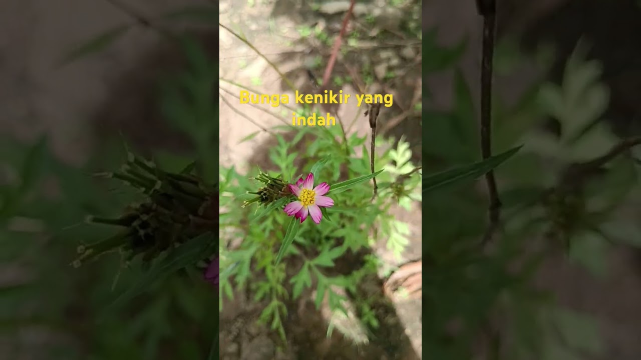 Bunga kenikir 