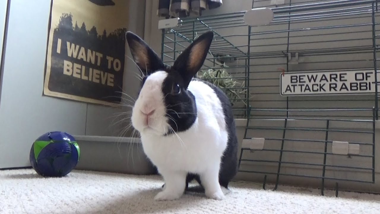 Rabbit cage tour! YouTube