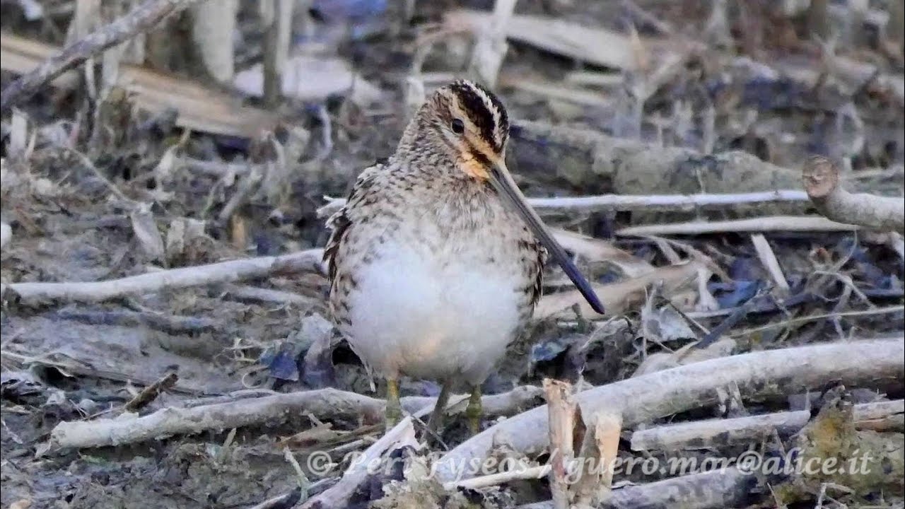 Beccaccino (Gallinago gallinago) -pastura serale-