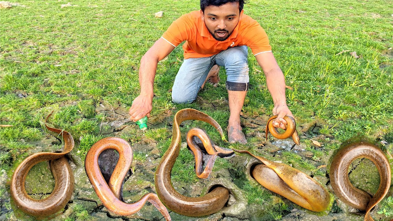 Village Boy Catching Eel Fish Unique Method By Hand.