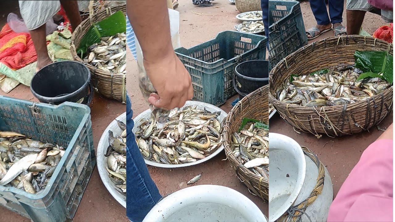 🔥 “২৬ মাছ বাজার 😍 এমন মাছ আপনি আগে দেখেননি 🐟 | গ্রামীণ জীবন ও মাছের হাট ২০২5”