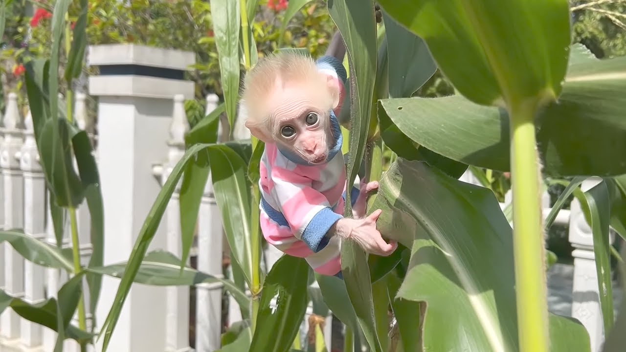 The baby monkey is curious as it explores the cornfield