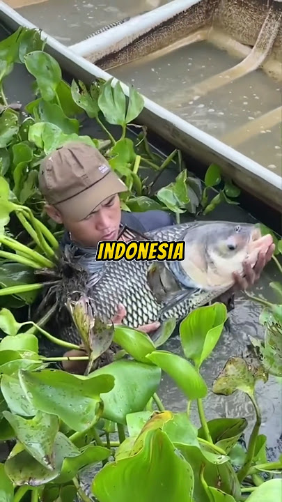 CATFISH AND MUJAER ARE NOT INDONESIAN FISH!!! 🇮🇩