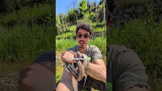 Serpente più grande d'Europa!!! 🐍 #shorts #serpente #natura #animali #scienza #selvatico