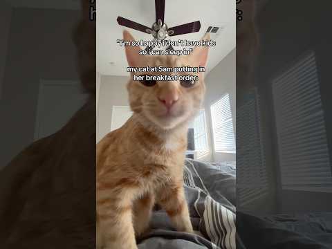 My cat DEMANDING breakfast