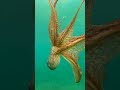 Giant Wild Octopus Hunting Prey Mediterranean Sea