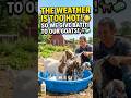 The weather is too hot 🥵 for our goats 🐐 #goats #shorts #petlover #MM Pet House BKR