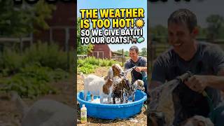 The weather is too hot 🥵 for our goats 🐐 #goats #shorts #petlover #MM Pet House BKR