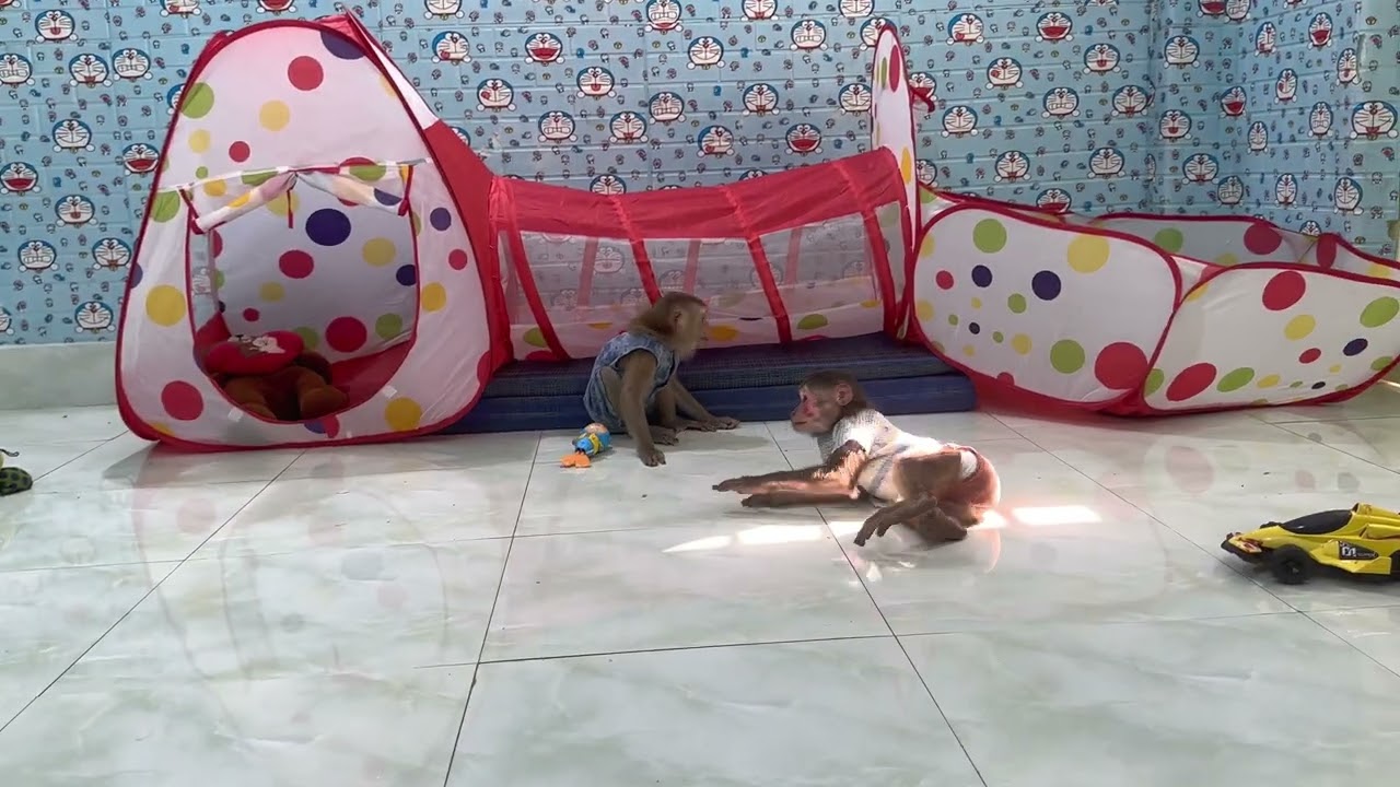 monkey baby Bob , Sam boy & Asher play happily together