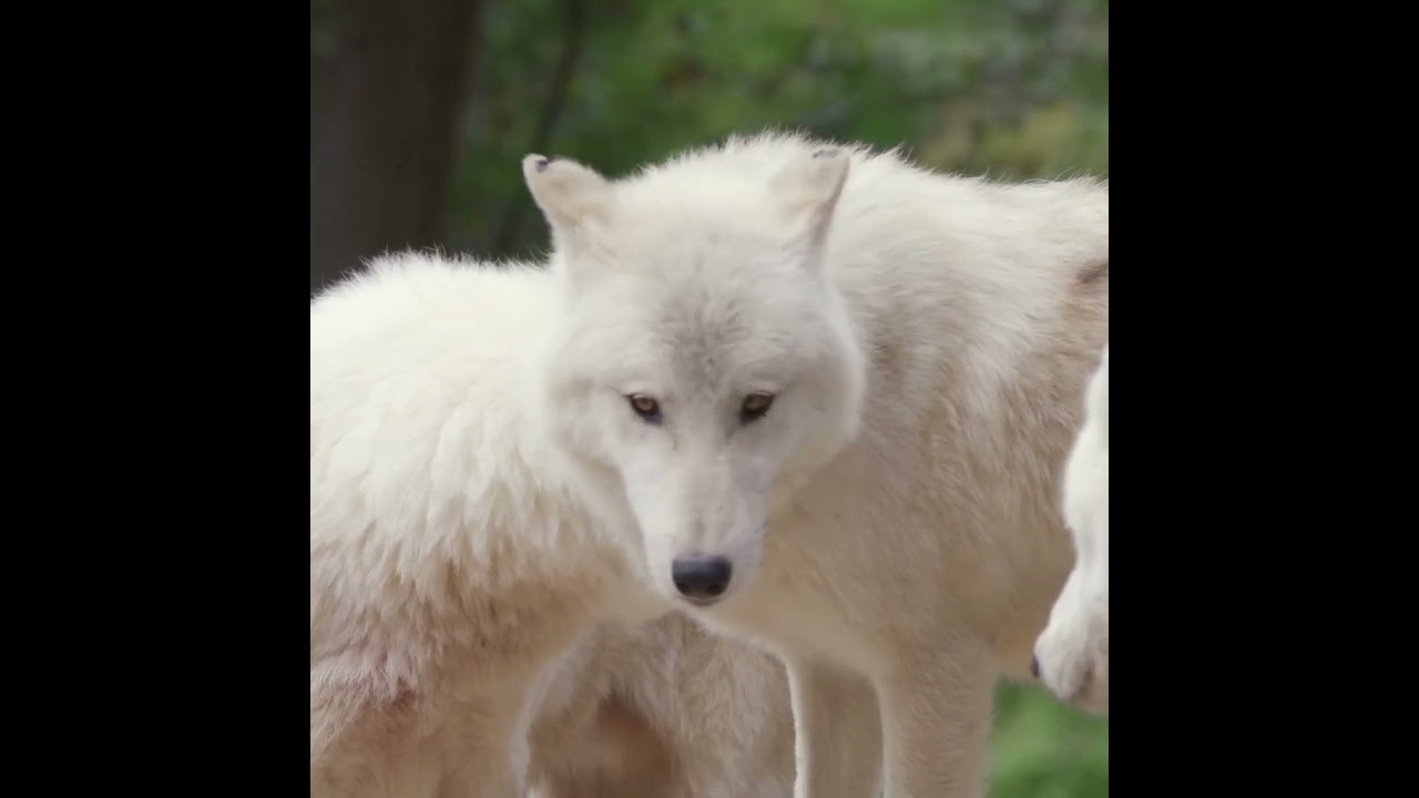 Dire Wolf: Science Brings Back the Creature from 'Game of Thrones'