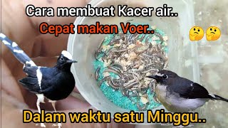 Cara membuat agar Kacer air cepat makan Voer dalam waktu satu Minggu..!!🐦🐦🤔🤔2023