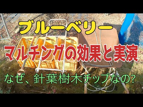 冬のブルーベリー マルチング：プロが教える失敗しないコツと正しい方法