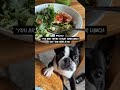 POV: You are just trying to have your lunch in peace but you have a dog #doglove #bostonterrier