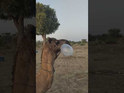 ج م ل ج م يل ي ن ف خ ب ف م ه ك أ ن ه ي ط ل ق ن س يم الص ح ر اء