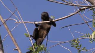 Mantled howler monkey (Alouatta palliata) climbing through canopy, Costa Rica.