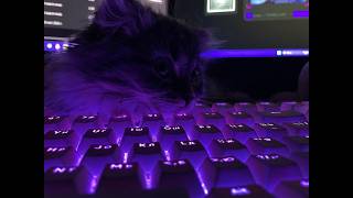 🟥🟥🟥CS ROBLOX, TV 60HZ🟥🟥🟥 screenshot 1