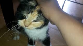 malambing😻 yan si ming ming pero  nangangagat😸😹 #cat #catlover by CL CAT LOVER 1,154 views 7 months ago 8 minutes, 19 seconds