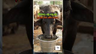 cow buffalo milk increase tips | gay bhains ka doodh kaise badhaen
