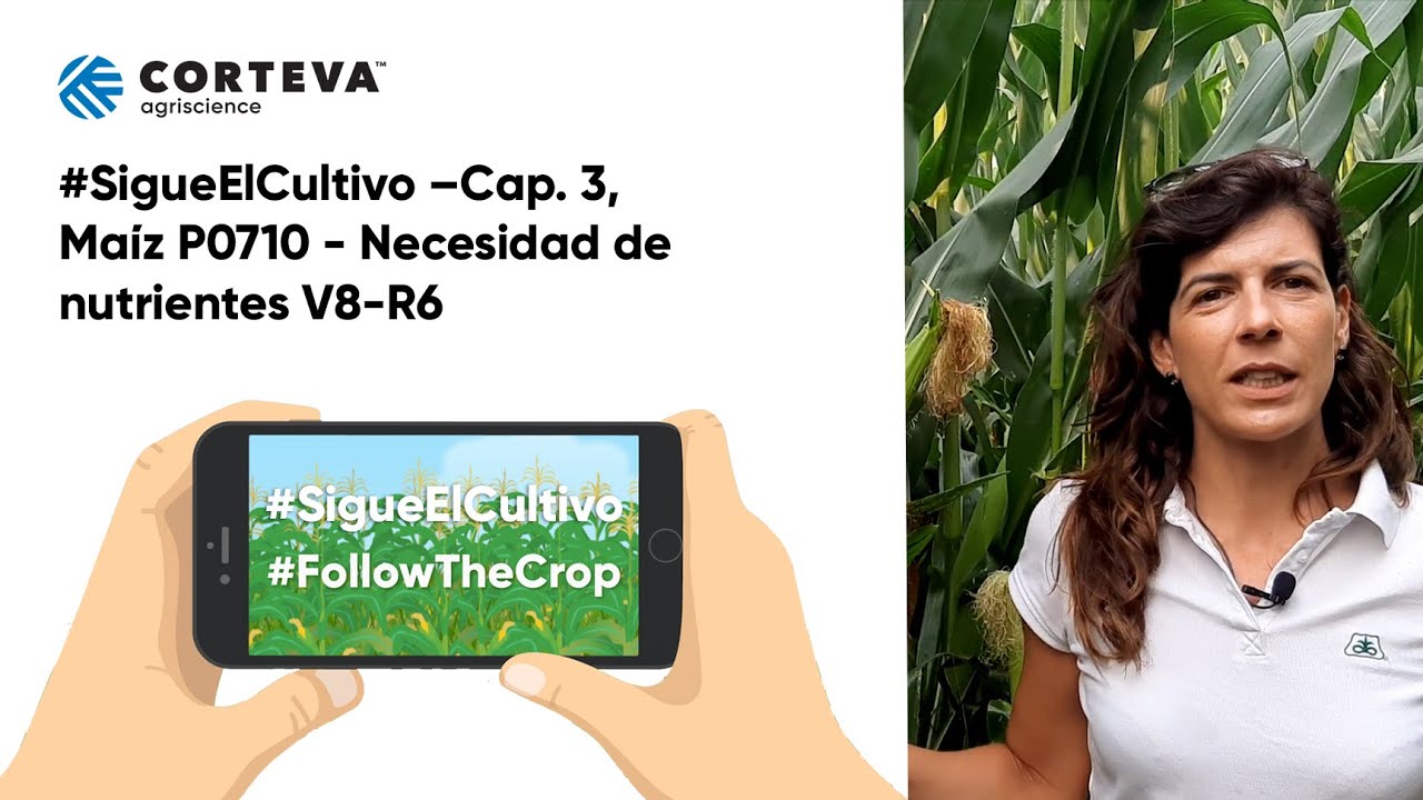 #SigueElCultivo - Maíz P0710 León Cap. 3: Necesidad de nutrientes V8-R6