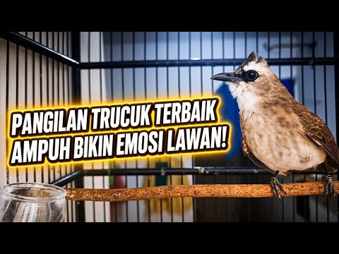 Trucukan gacor teriak keras memangil lawan, jadikan trucuk manapun langsung NYAUT dan ikut EMOSI.