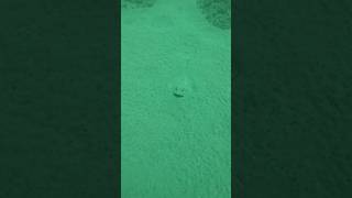 Scuba diving plan your dive and dive your plan deep dive stingray hiding