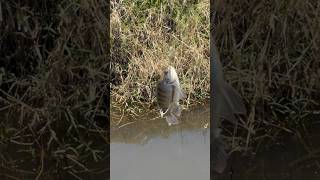 Pesca de Mojarra Sacuas