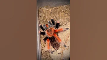 Fire Leg Tarantula Feeding Brachypelma Boehmei 