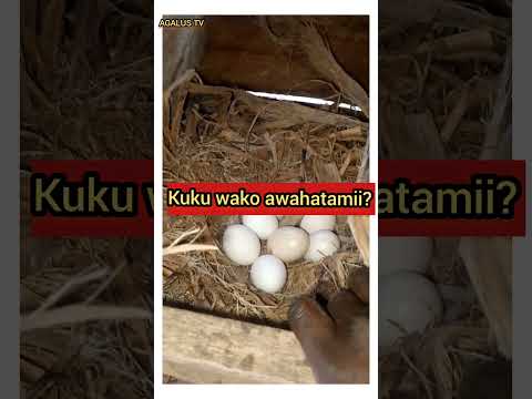 Mambo Ya Kufanya Kwa Kuku Asiye Hatamia Mayai 