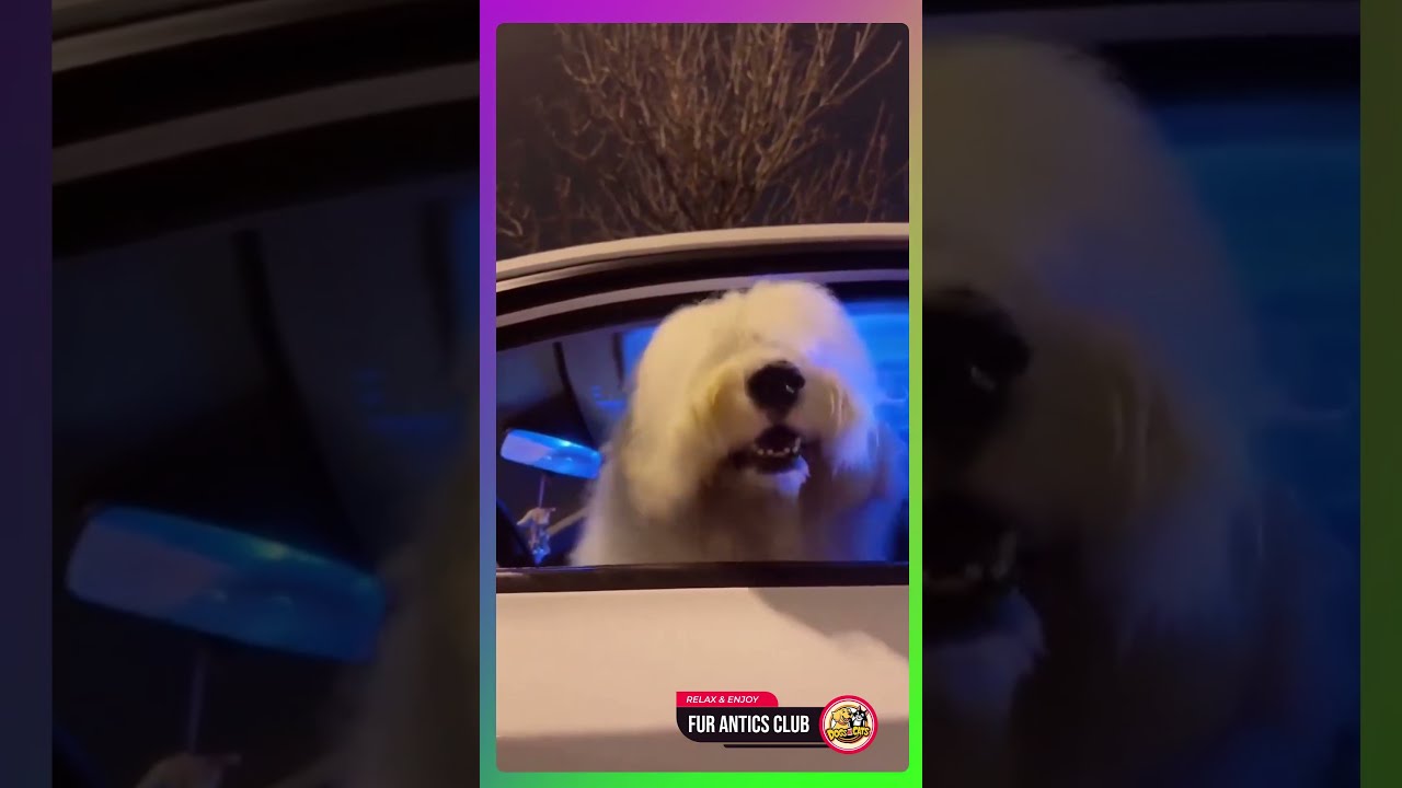 Giggles & Wiggles: Pet Shenanigans