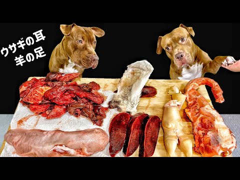 【犬のASMR】珍しい食材を豪快に食べるピットブルの咀嚼音