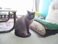 【Jean 0109】ジャンくんのお留守番　パパがいない編の悲しい結果　元野良猫