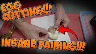 Insane Pairing EGG CUTTING