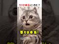 【何問正解できる？】ウソか本当どっちだ！？ part74 #クイズ #ショート #shorts #猫 #かわいい #cat