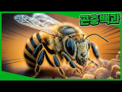바쁘다 빠바! 꿀벌의 하루🐝ㅣ어린이 곤충ㅣ자연관찰ㅣLet's go! 곤충탐험대ㅣ키즈타임