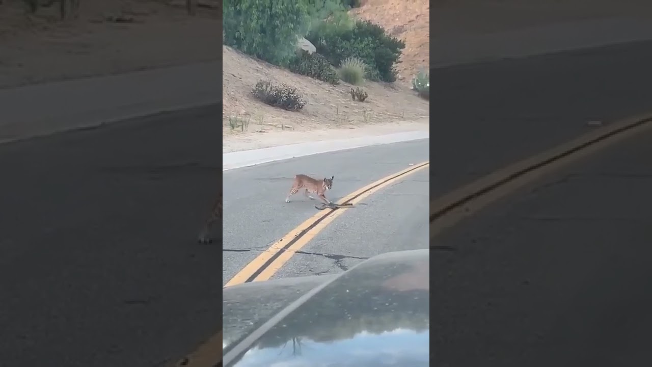 How know animal new video animals 