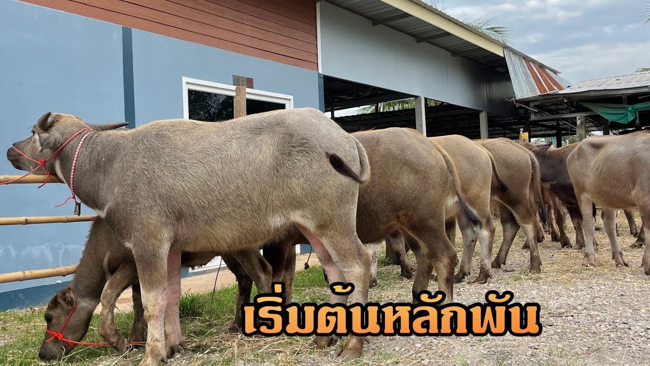 ถูกกว่านี้ไม่มีอีกแล้ว‼️ราคาเริ่มต้นหลักพัน แม่ลูกตัวเมียซื้อ2ได้3 สาวน้อยอนาคตแม่พันธุ์