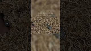 No recomendado jugar con granadas #humor #kick #argentina #stream #broma